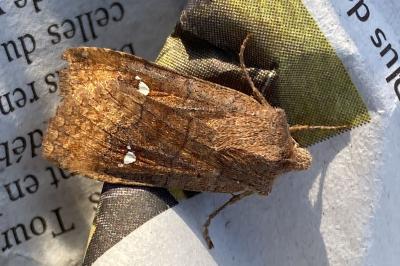 <i>Eupsilia transversa</i>