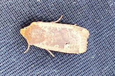 <i>Conistra erythrocephala</i>