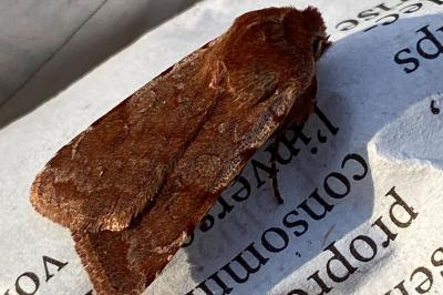 <i>Cerastis rubricosa</i>