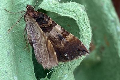 <i>Earophila badiata</i>