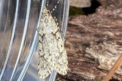 <i>Diurnea fagella</i>