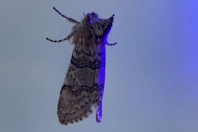 <i>Achlya flavicornis</i>