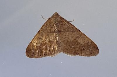 <i>Phigaliohybernia marginaria</i>