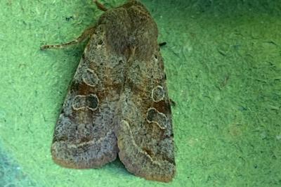<i>Orthosia incerta</i>