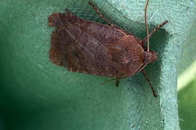 <i>Conistra ligula</i>