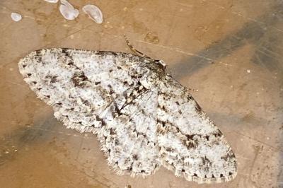 <i>Ectropis crepuscularia</i>