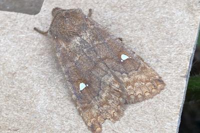 <i>Eupsilia transversa</i>