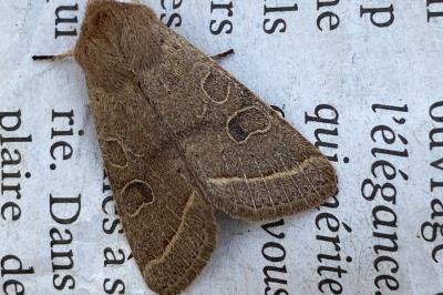 <i>Orthosia cerasi</i>