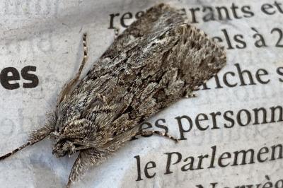 <i>Xylocampa areola</i>
