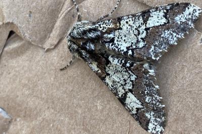 <i>Biston strataria</i>