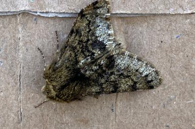 <i>Apocheima hispidaria</i>