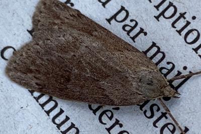<i>Pachycnemia hippocastanaria</i>