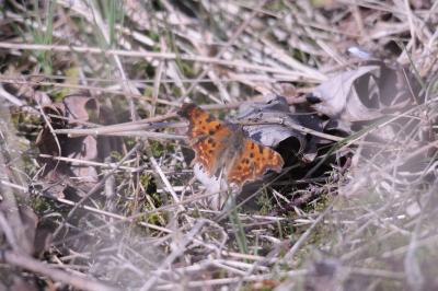 <i>Polygonia c-album</i>