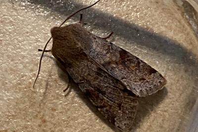 <i>Orthosia incerta</i>