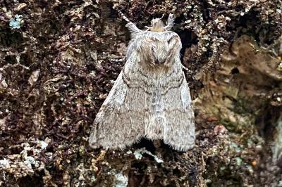 <i>Achlya flavicornis</i>