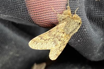 <i>Apocheima hispidaria</i>