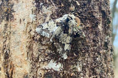 <i>Biston strataria</i>