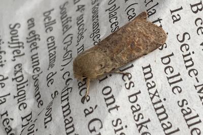 <i>Orthosia cruda</i>