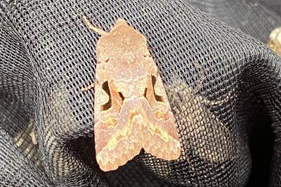<i>Orthosia gothica</i>