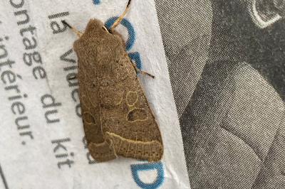 <i>Orthosia cerasi</i>