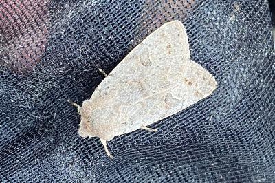 <i>Orthosia gracilis</i>