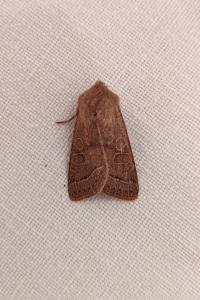 <i>Orthosia cerasi</i>