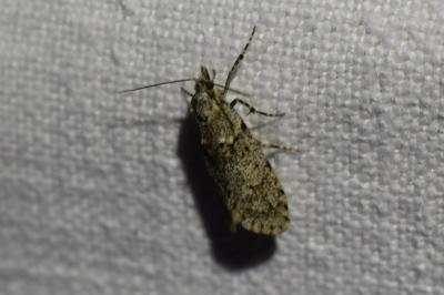 <i>Diurnea fagella</i>