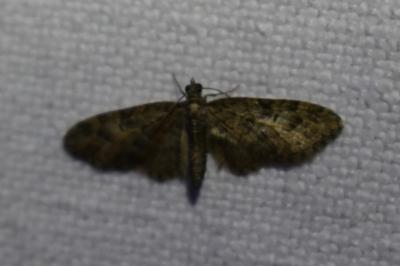 <i>Eupithecia abbreviata</i>