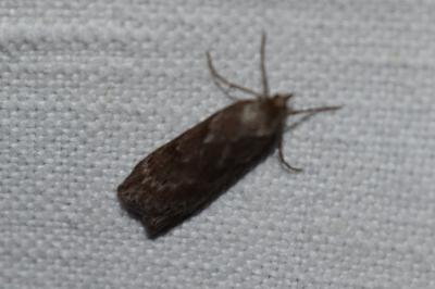 <i>Pachycnemia hippocastanaria</i>
