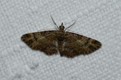 <i>Gymnoscelis rufifasciata</i>