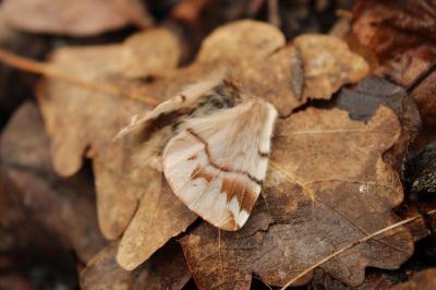 <i>Endromis versicolora</i>