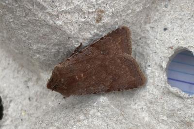 <i>Cerastis rubricosa</i>