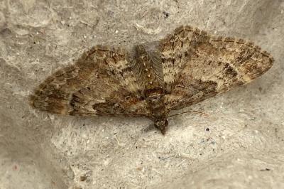 <i>Gymnoscelis rufifasciata</i>