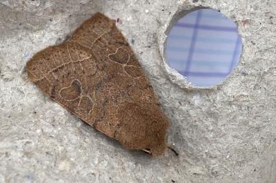 <i>Orthosia cerasi</i>