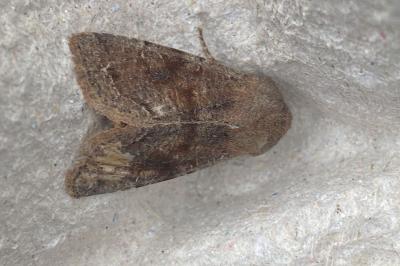 <i>Orthosia incerta</i>