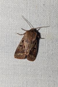 <i>Orthosia gothica</i>