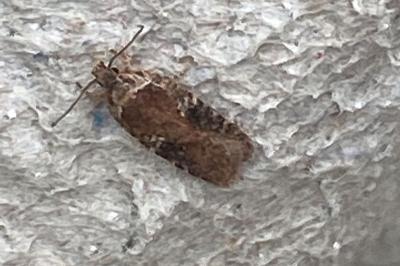 <i>Agonopterix purpurea</i>