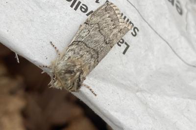 <i>Achlya flavicornis</i>
