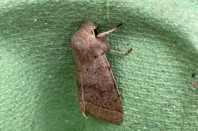 <i>Orthosia cerasi</i>