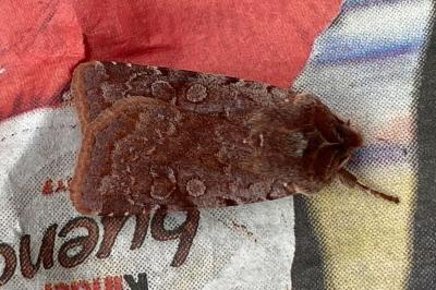 <i>Cerastis rubricosa</i>