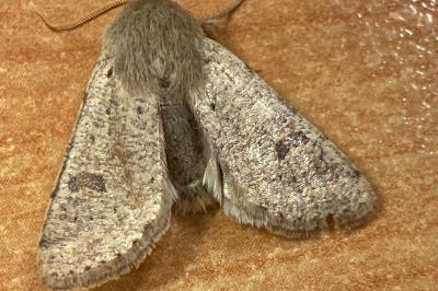 <i>Orthosia cruda</i>