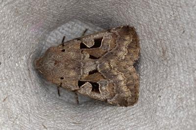 <i>Orthosia gothica</i>