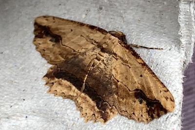 <i>Menophra abruptaria</i>