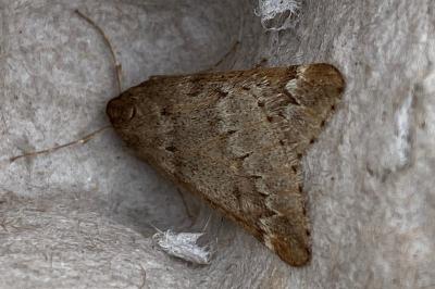 <i>Alsophila aescularia</i>