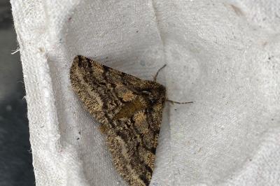 <i>Lycia hirtaria</i>