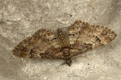<i>Gymnoscelis rufifasciata</i>