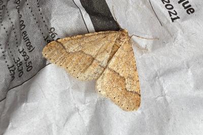 <i>Phigaliohybernia marginaria</i>