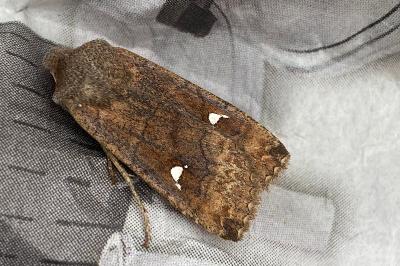<i>Eupsilia transversa</i>