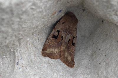 <i>Orthosia gothica</i>