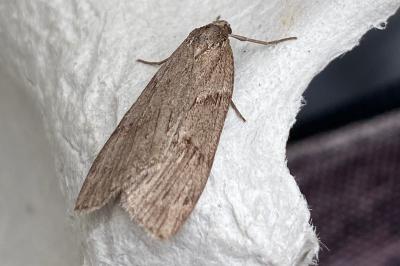 <i>Pachycnemia hippocastanaria</i>